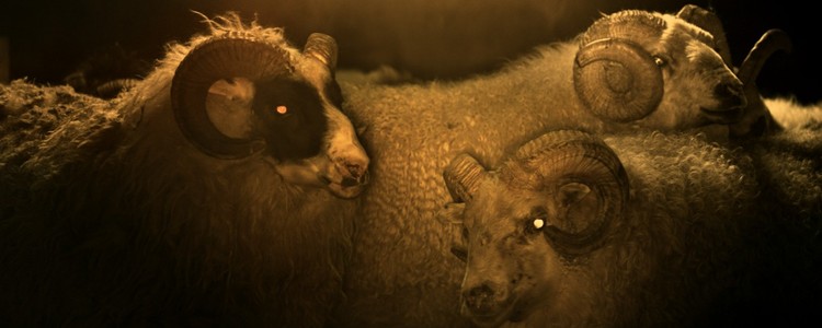Tańczący z owcami – recenzja filmu Lamb