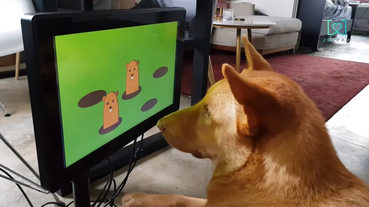 Powstaje konsola do gier dla psów. Firma Joipaw przedstawia pierwsze szczegóły