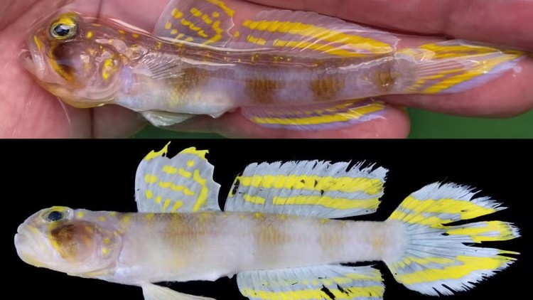 Vanderhorstia supersaiyan