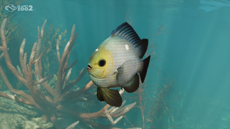 Planet Zoo 2 – nowe gatunki, Planet Zoo 2 powiększa listę zwierząt. Twórcy pokazali sześć kolejnych gatunków